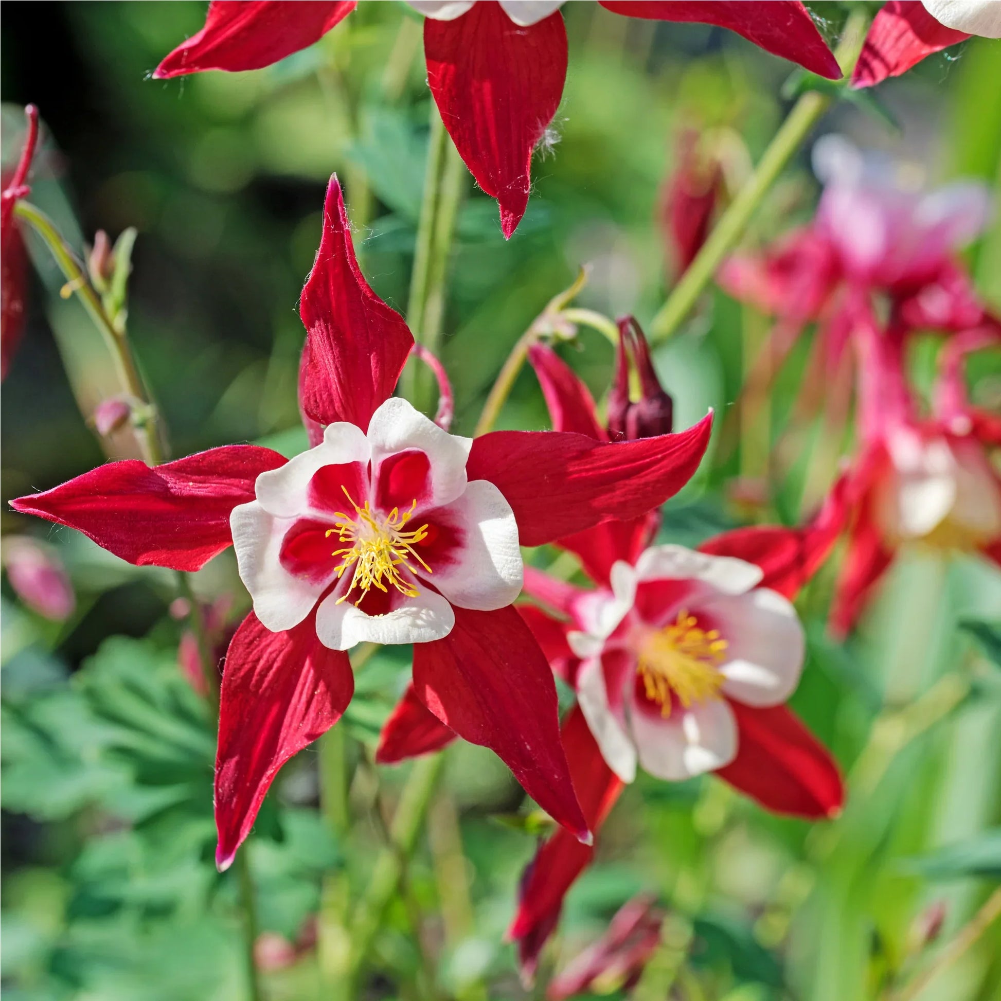Ornamental Red Yellow Aquilegia seeds for landscapes