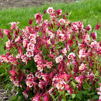 Red Yellow Aquilegia flowering seeds
