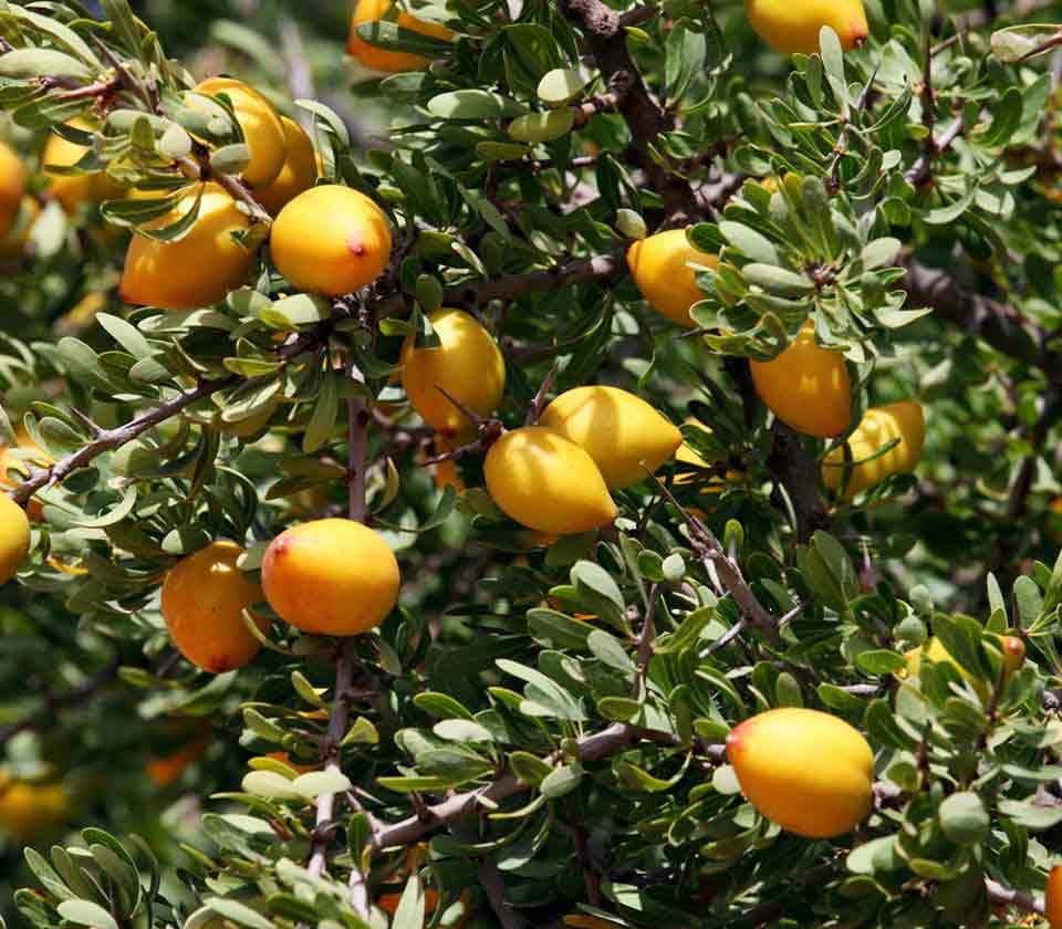 Argania Spinosa Fruit Seeds - Easy Planting