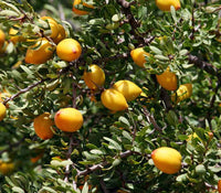 Argania Spinosa Fruit Seeds - Easy Planting