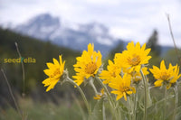 Yellow Arnica flowering seeds for gardens