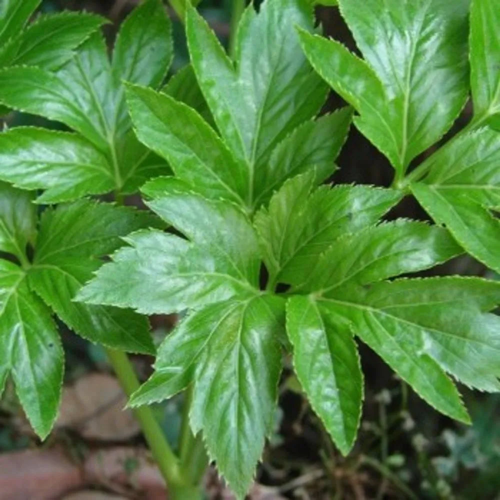 Ornamental Ashitaba seeds for home gardens
