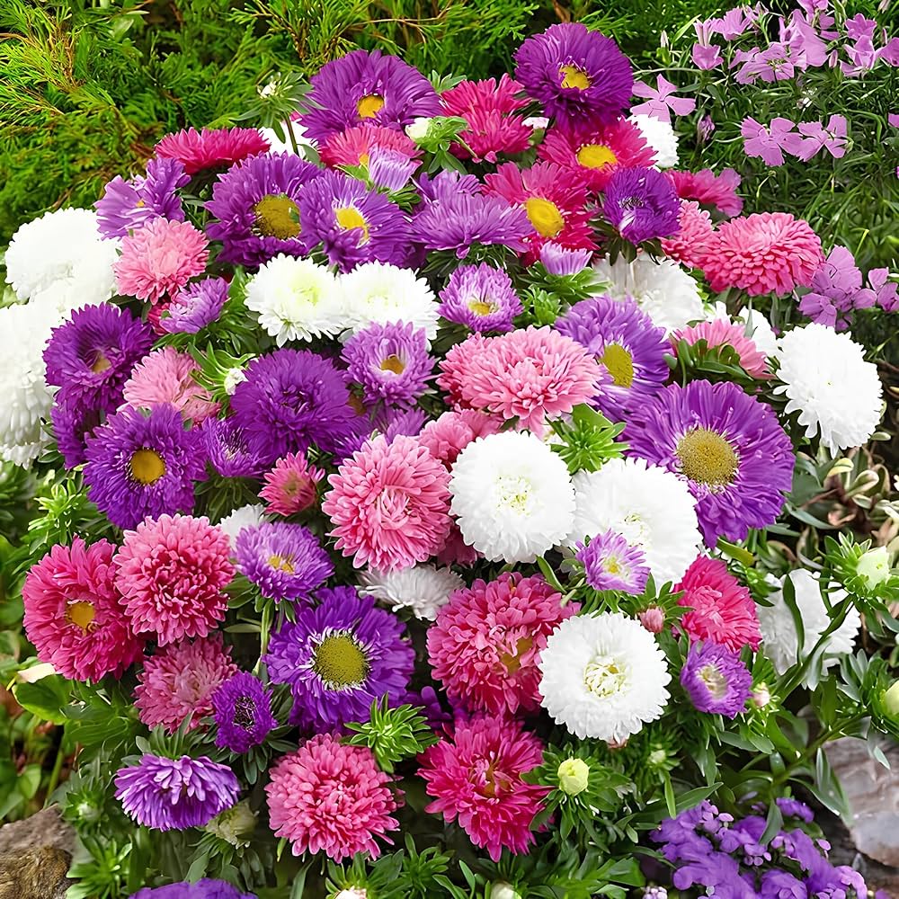 Giant Aster seeds for planting