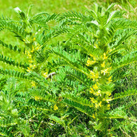 Yellow Astragalus flowering seeds for gardens