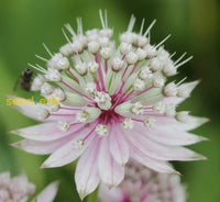 Blue Astrantia flowering seeds for borders