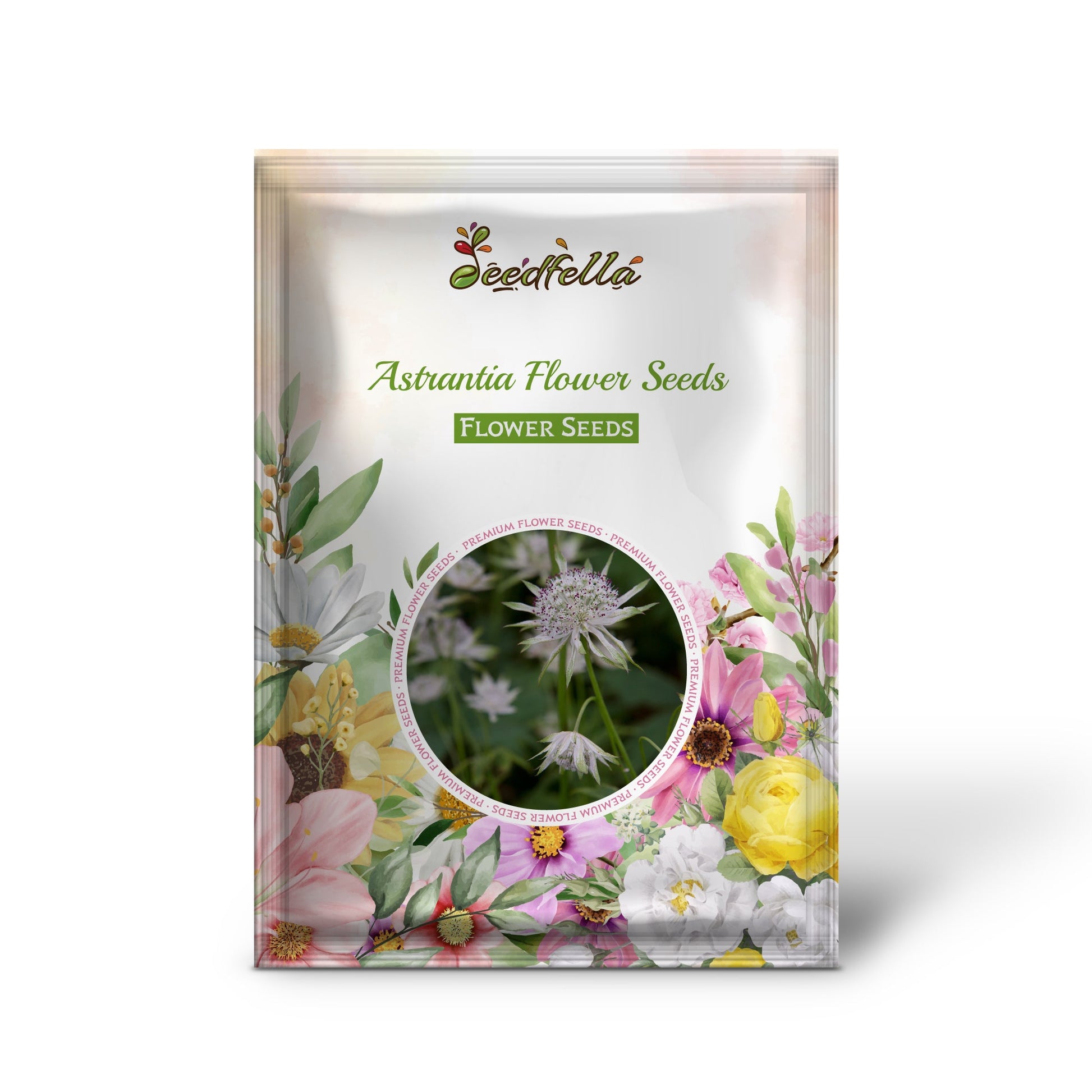 Astrantia garden seeds for outdoor planting