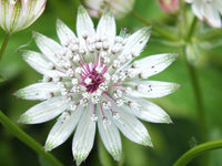 White Astrantia seeds for planting