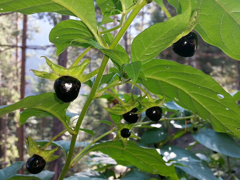 Black Belladonna Seeds for Planting  Unique and Mysterious Garden Addition