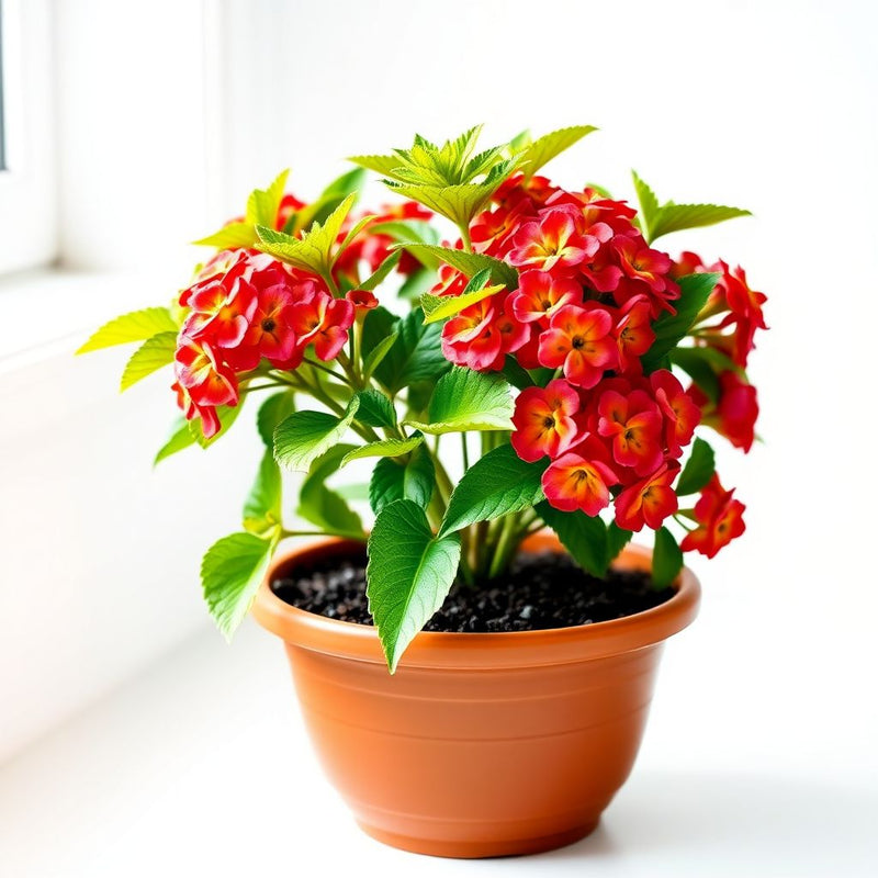 Lantana Camara Flower seeds for Planting Cut Flower Favorite Heirloom & GMO Free Seeds for Home Garden