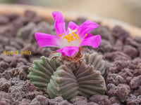 Rare Aztekium Valdezii seeds for planting