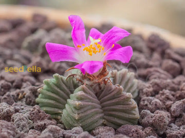 Rare Aztekium Valdezii seeds for planting