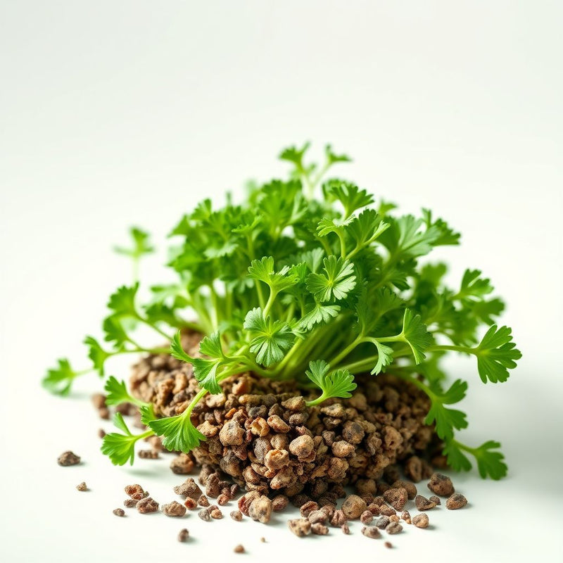 Green Santo Cilantro Vegetable Planting Seeds