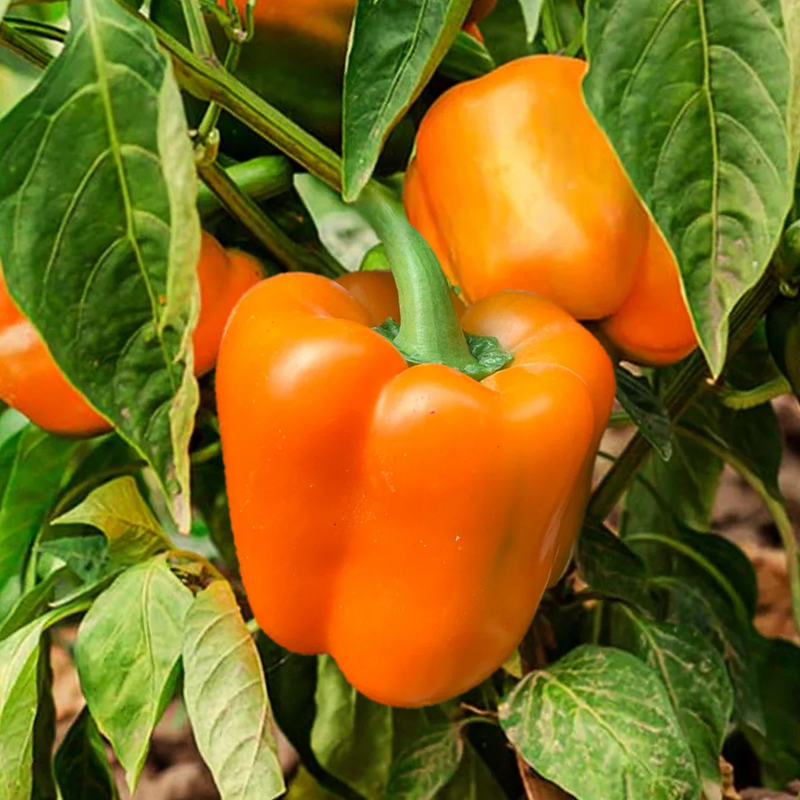Orange Pepper Seeds for Planting - Grow Vibrant Vegetable Peppers at Home