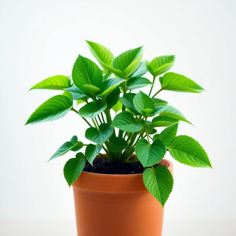 Hura Crepitans Tree Seeds for Planting - Premium Quality, Heirloom & GMO Free Seeds for Home Garden
