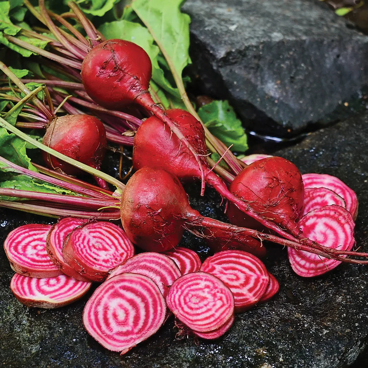 Red Chioggia Beet Seeds for Home Gardening