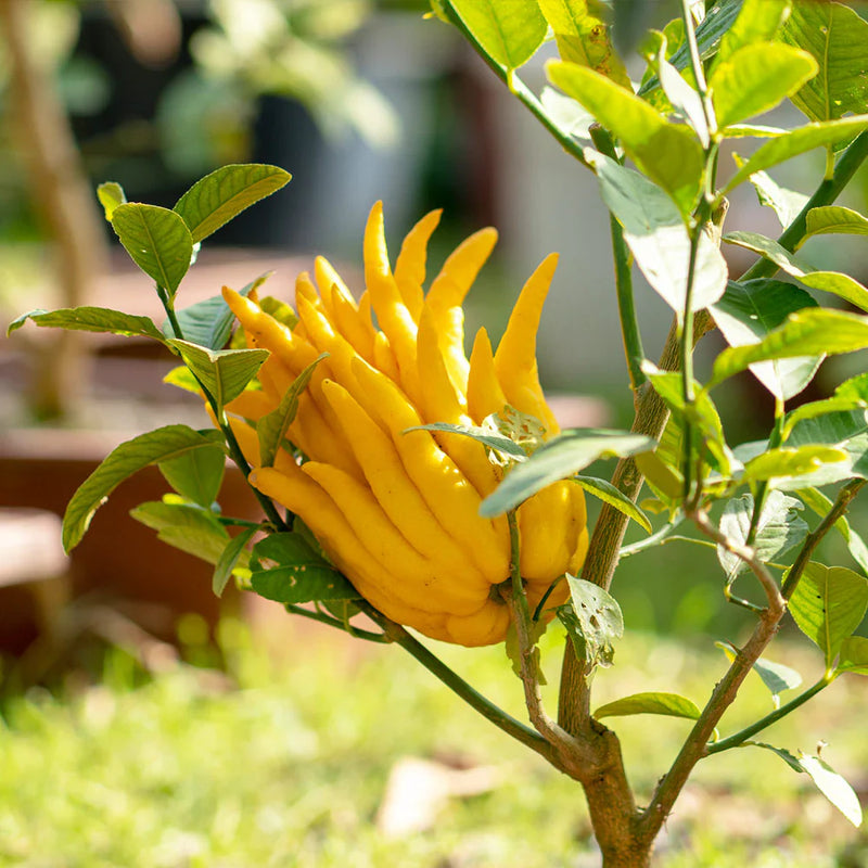 Buddha's Hand Seeds for Planting - Grow Your Own Exotic Plant
