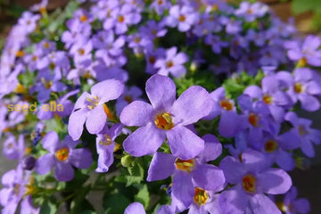 Bacopa Blutopia seeds for planting