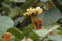 Yellow foliage Balsa tree seeds for home gardens