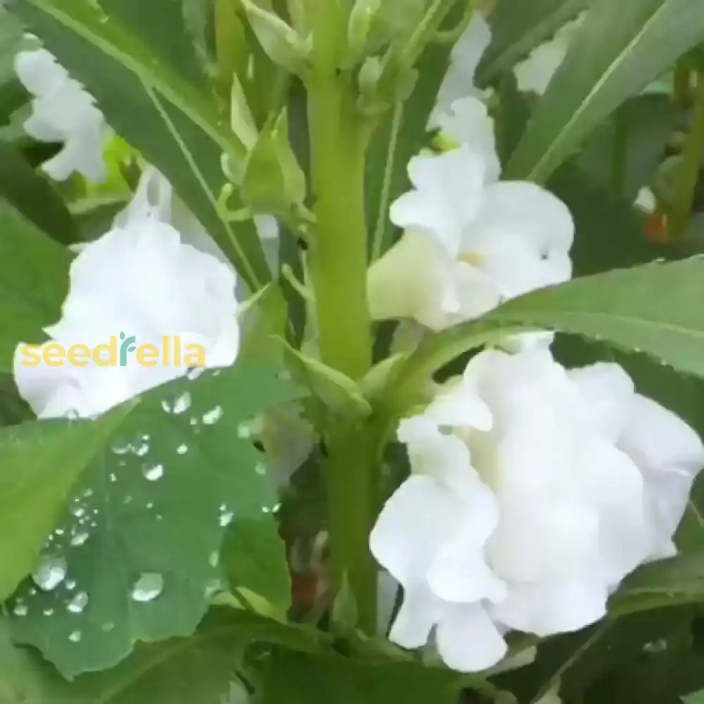 Non GMO White Balsamina seeds