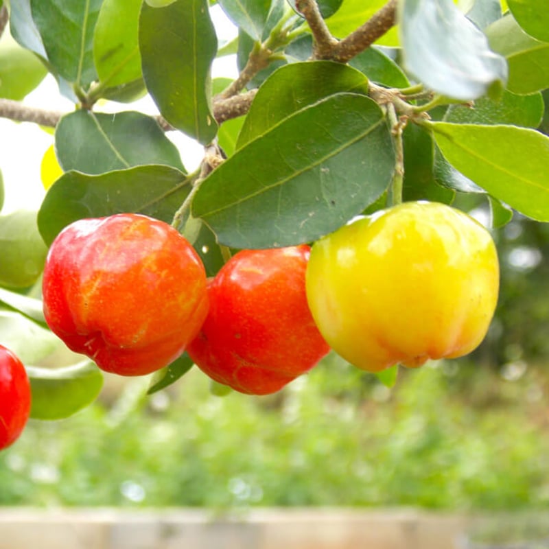 Barbados Cherry Seeds for Planting Guide