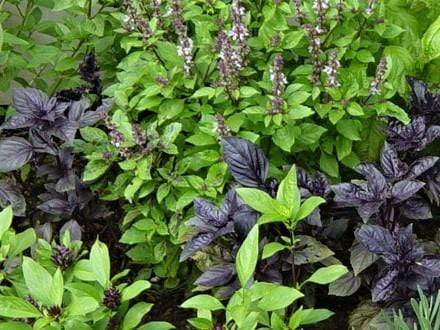 Basil Seed Mix  Perfect for Planting