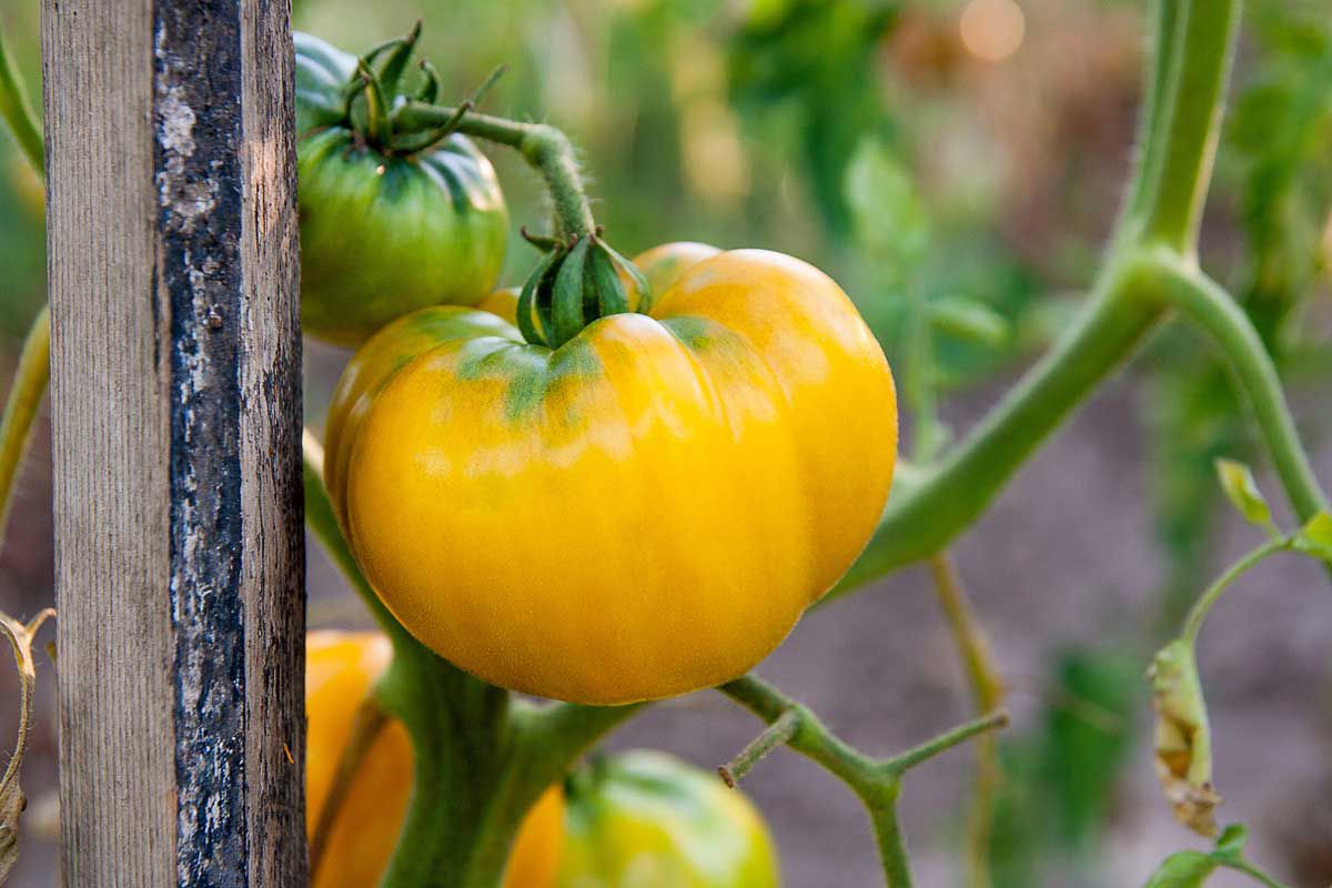 Yellow Tomato Seeds for Planting
