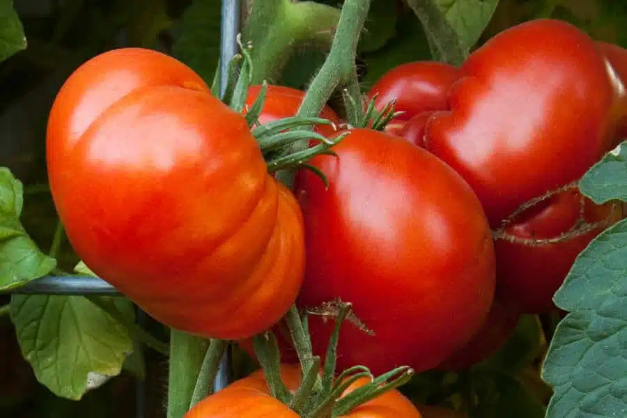 Giant Tomato Vegetable Planting Seeds
