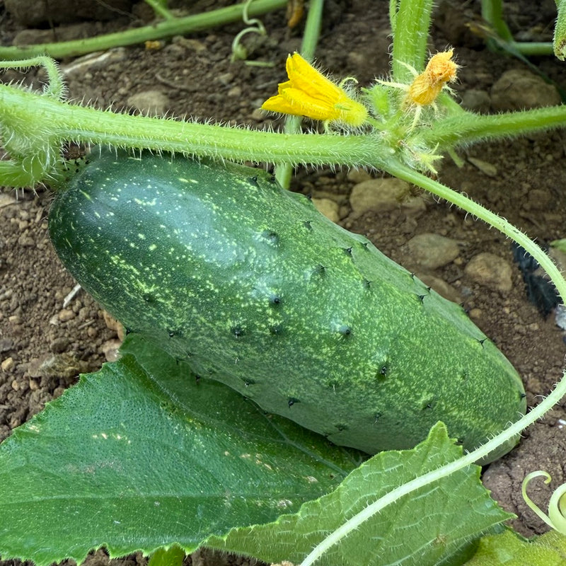 Cucumber Lyalyuk Little Mini Pickling Seeds - Ideal for Home Planting and Garden Growing