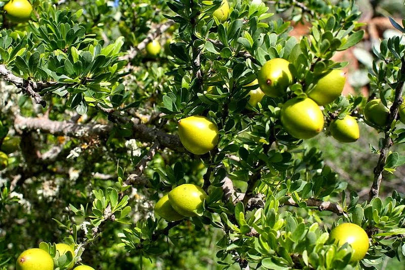 Argania Spinosa Fruit Seeds - Easy Planting