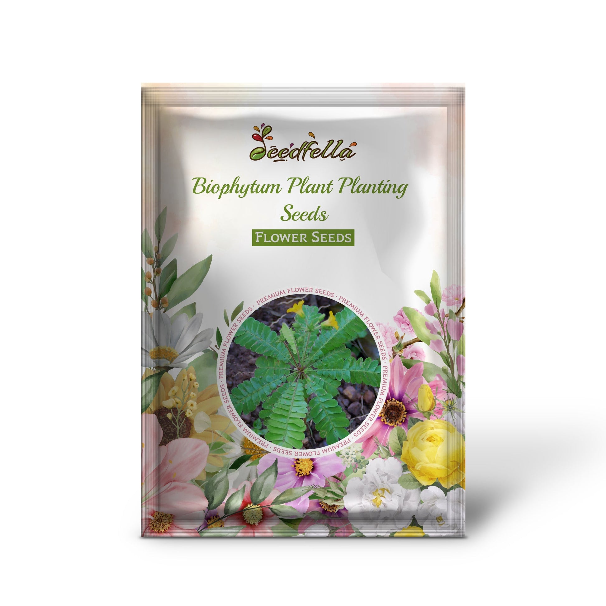 Biophytum seeds for indoor garden planting