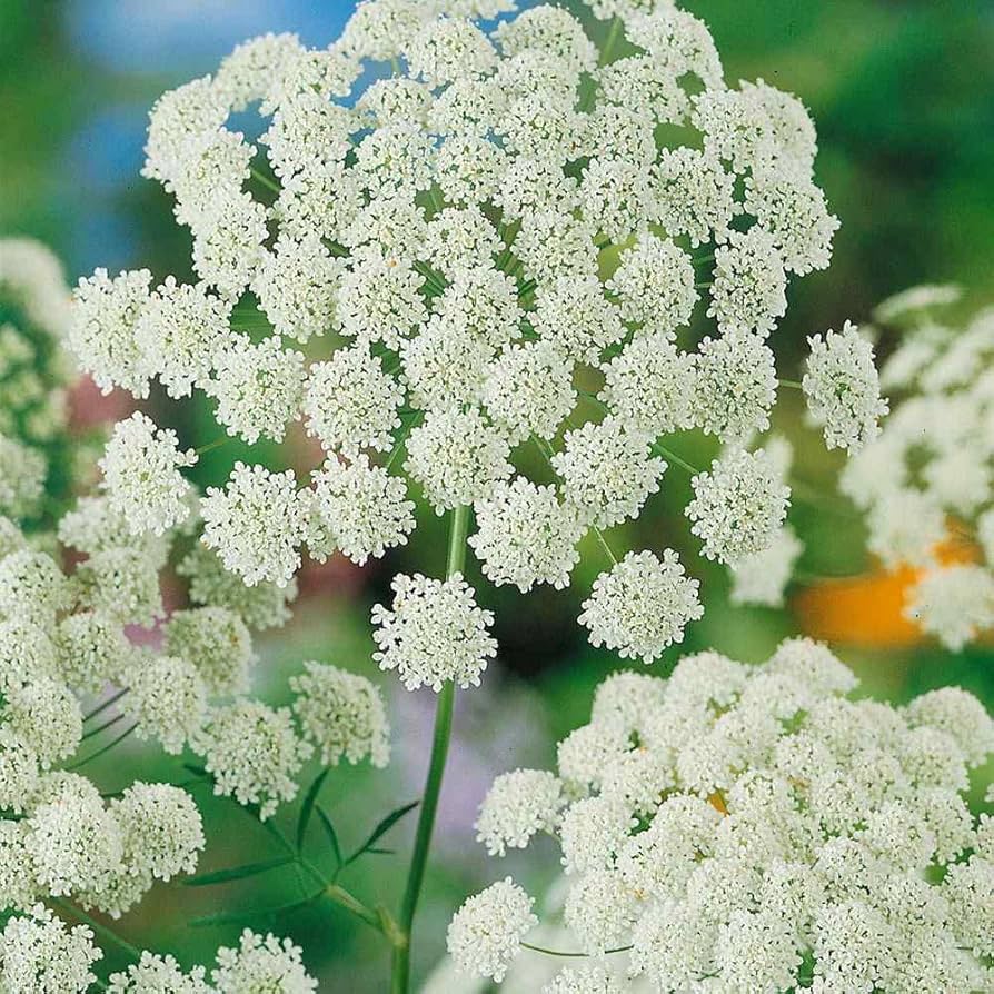 Non GMO White Bishop’s Flower seeds