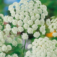 Non GMO White Bishop’s Flower seeds