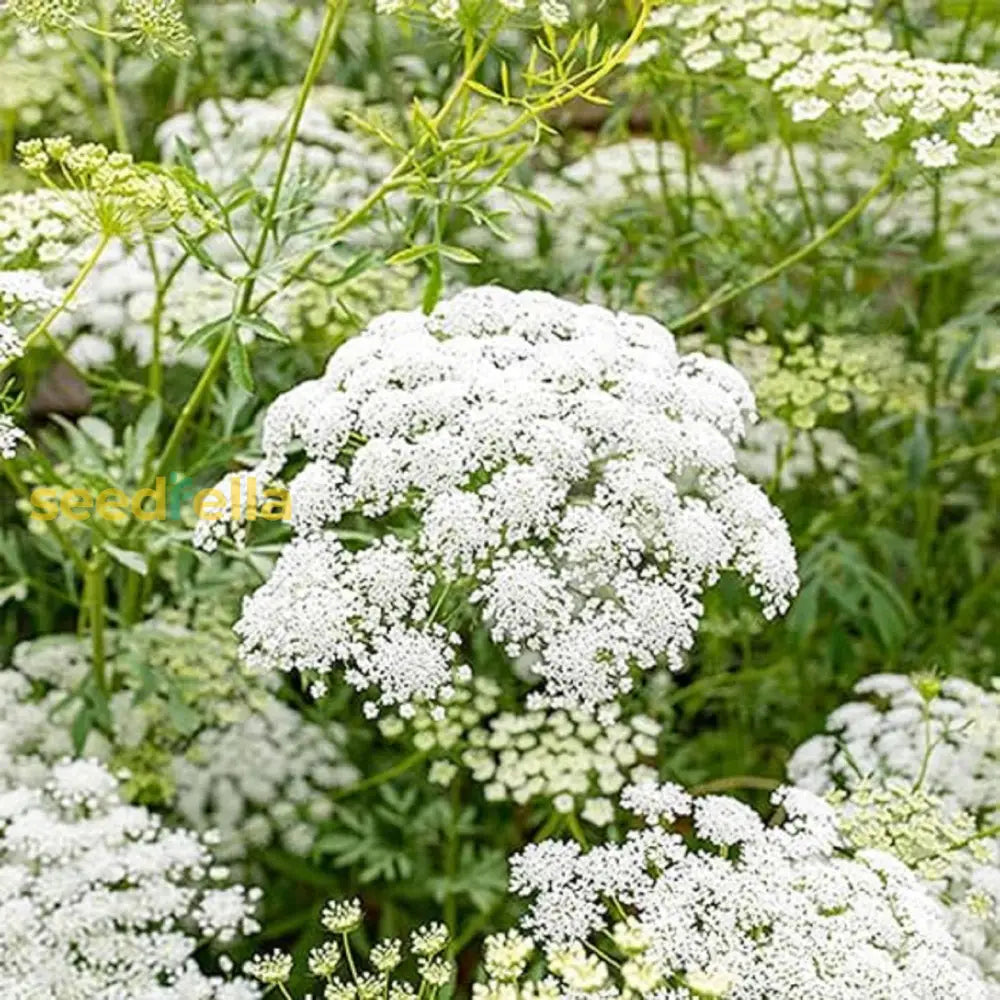 White Bishop’s Flower seeds for planting