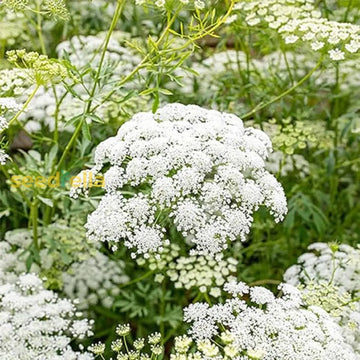 White Bishop’s Flower seeds for planting