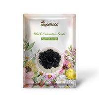 Deep dark Black Carnation flowers in bloom