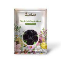 Black Cat Petunia flowers blooming in garden
