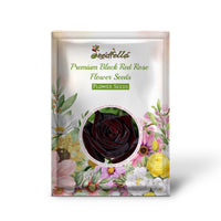 Black Red Rose flowers blooming in garden