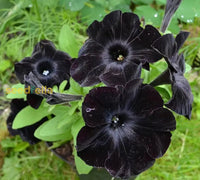 Black Velvet flowering seeds for gardens