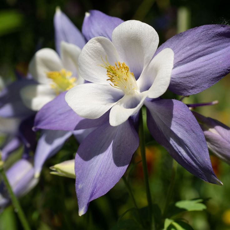 Blue Aquilegia flower seeds for planting