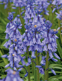 Blue Bell flower indoor potted plant