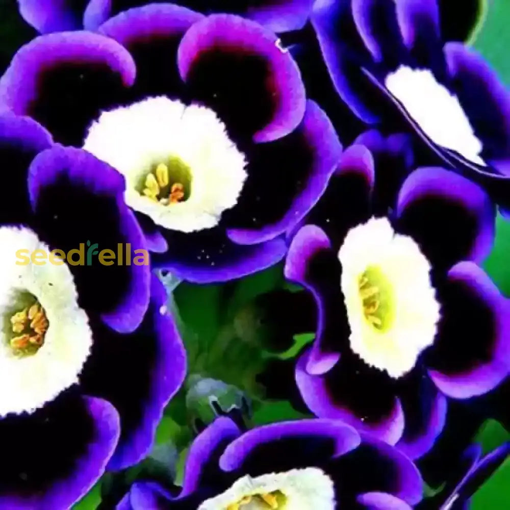 Non GMO Blue Black Phantom flower seeds