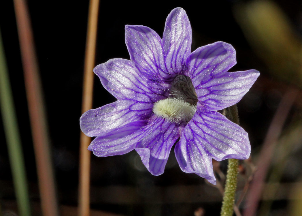 High germination Blue Butterwort seeds