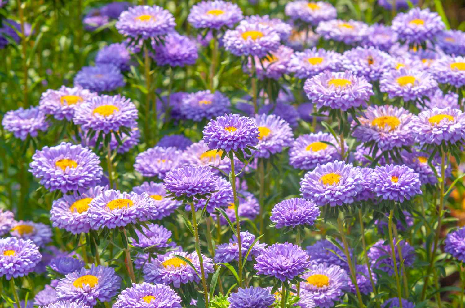 Ornamental Blue Callistephus flowering plant
