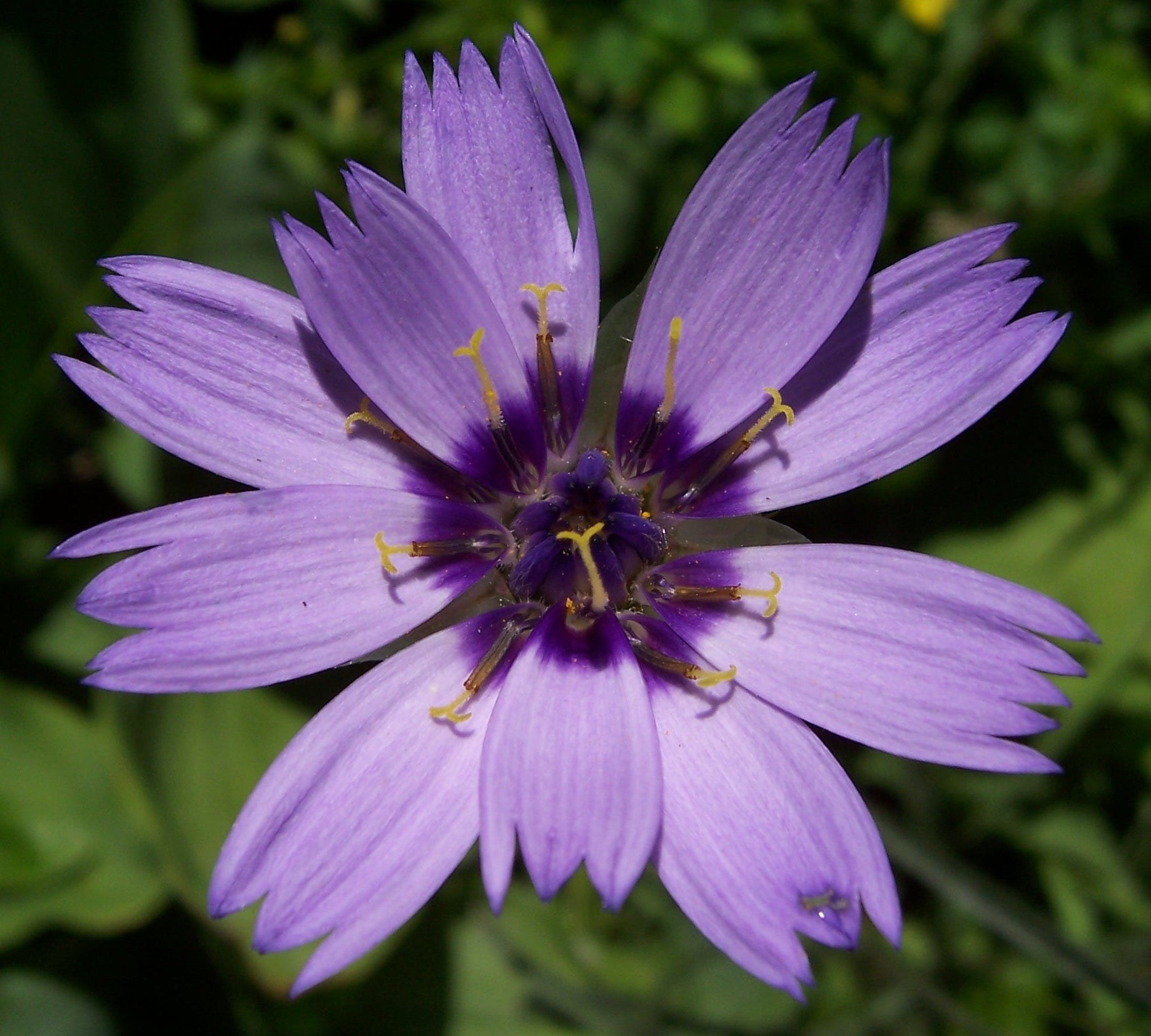 Blue Catananche flower seeds for planting