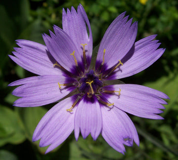Blue Catananche flower seeds for planting