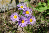 Non GMO Blue Erigeron seeds
