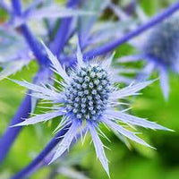 Blue Eryngium Planum flower seeds for planting