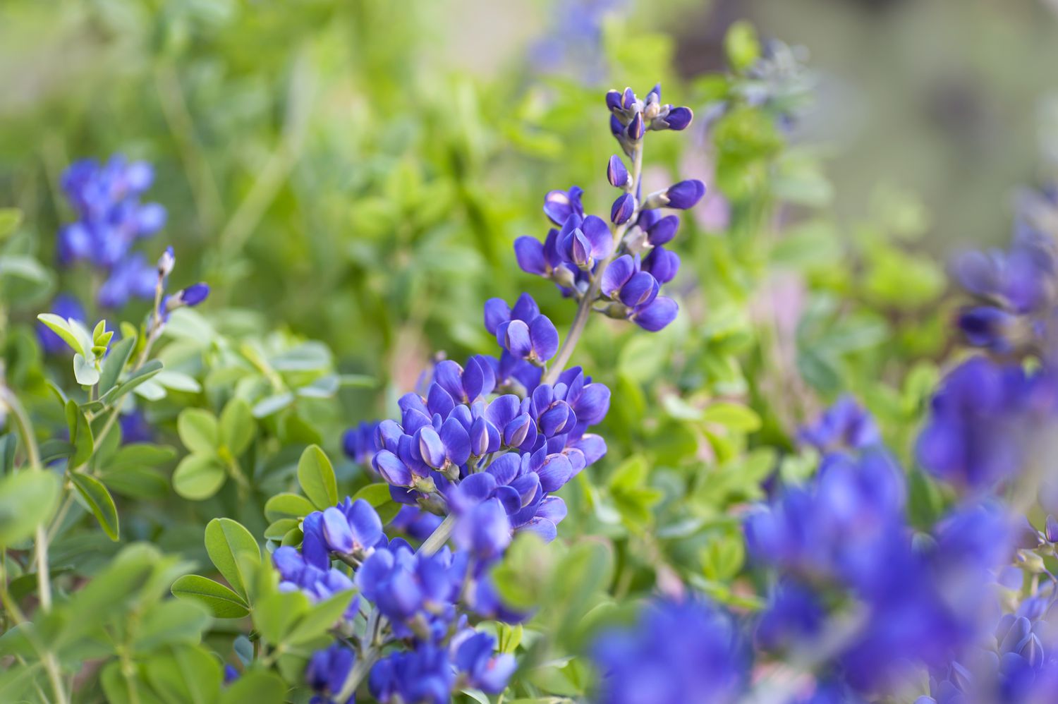 High germination Blue False Indigo seeds