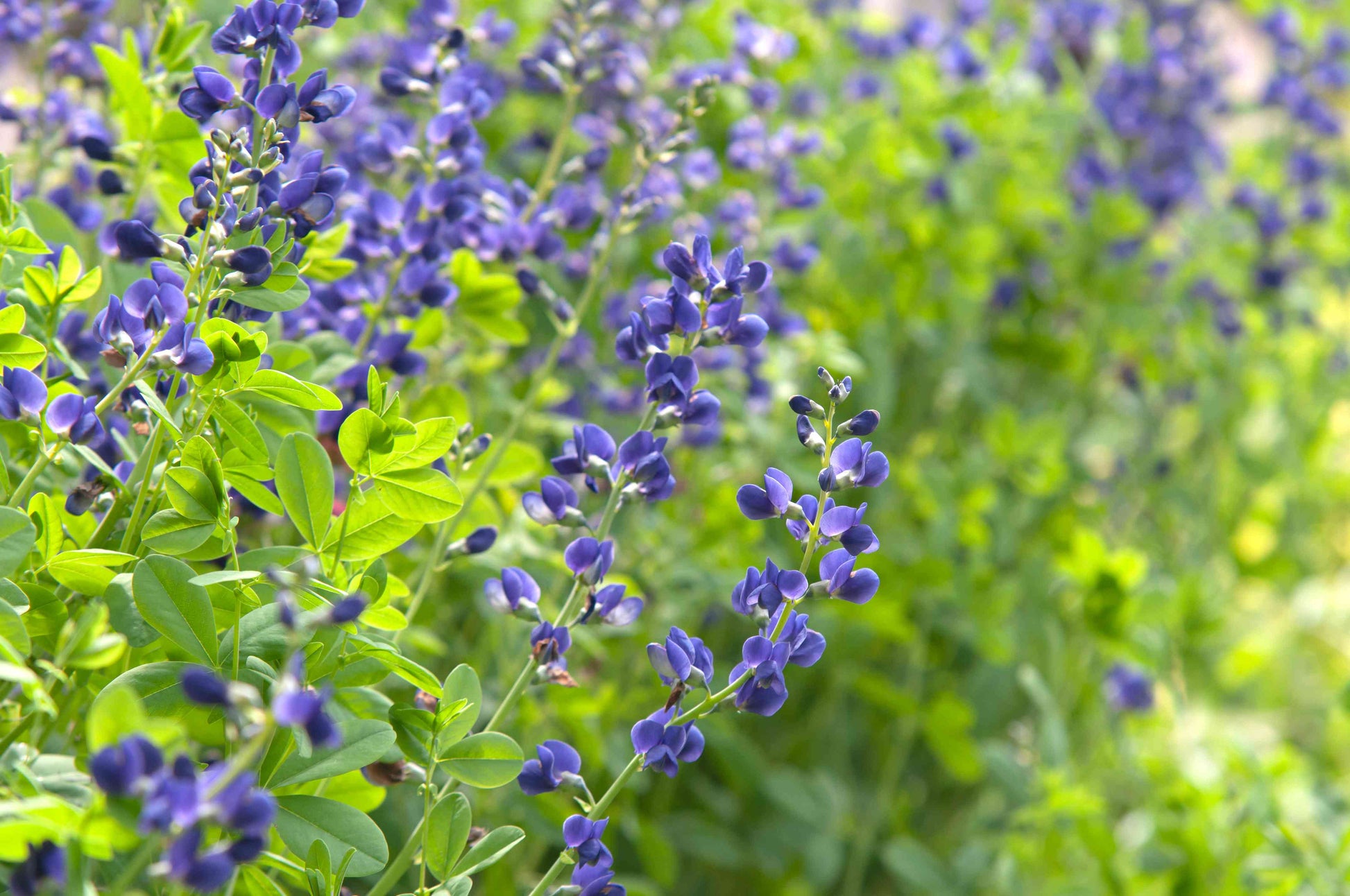 Blue False Indigo in pollinator garden