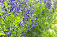 Blue False Indigo in pollinator garden